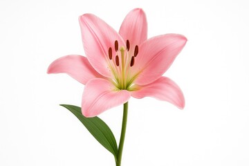 Naklejka premium Single pink lily blossom on a plain white backdrop