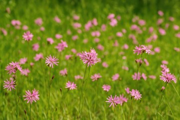 Obraz premium Blooming pink blossoms scattered across a wildflower meadow