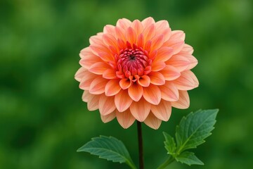 Discover the diverse species of bushy, tuberous perennial plants known for their stunning flowers.