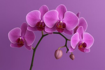 Elegant purple orchid showcasing natural beauty