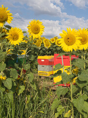 A field of sunflowers with a few bee hives in the background