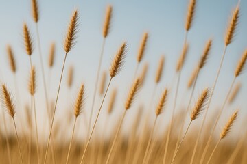 Obraz premium Sunlit Dry Weed Spikes in Nature