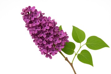 Elegant violet lilac bouquet displayed on a white backdrop. Close-up studio image of vibrant blooming lilac flowers.