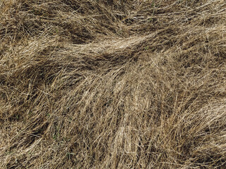 Old dried grass in the autumn forest. Texture of couch grass and other herbs.