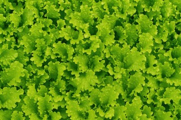 Vivid green lettuce leaves with a solid background
