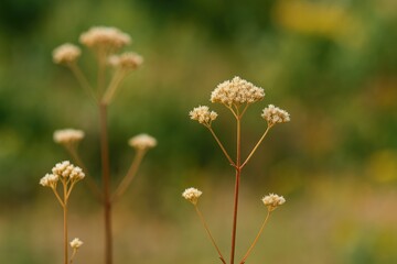 Close-up of a tiny, bare, seedless plant