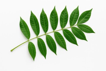 Fototapeta premium Spondias dulcis foliage displayed against a plain white backdrop