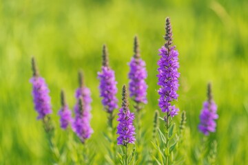 Naklejka premium Violet wildflowers blooming in the wilderness