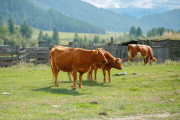Cows grazing on green pasture with wooden fence and mountains in background
