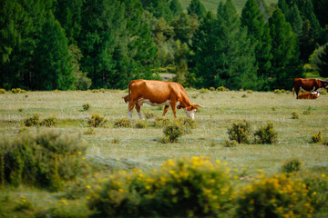 Grazing brown cows in lush green pasture surrounded by dense forest
