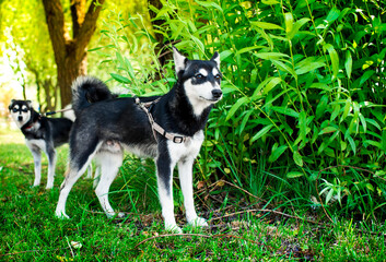 Two Alaskan Klee Kai dogs stand on the grass against a blurred background of bushes. The dogs look intently to the side. Dog breeder. The photo is blurred and horizontal.