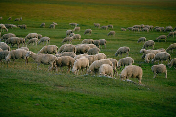 Obraz premium Flock of sheep grazing on rolling green pasture under clear sky