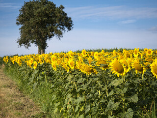 A field of yellow sunflowers with a tree in the background
