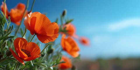 Obraz premium Vibrant red poppies blooming in a sunny field with clear blue sky