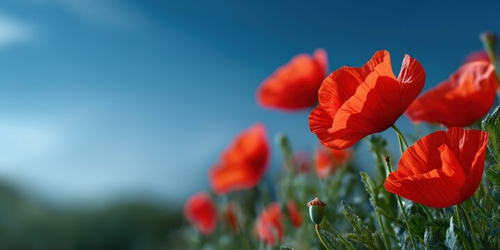 Vibrant red poppies blooming in sunlit meadow with blue sky background