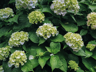 Green leaves and white flowers of a hydrangea bush with rain drops. Natural background.