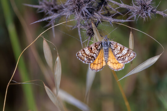 Burnet companion moth (Euclidia glyphica) on dry grass.