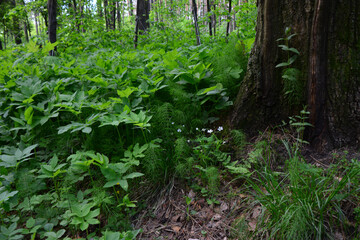 Fototapeta premium Forest Floor Scene Lush Greenery by a Tree Trunk rainforest