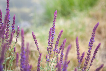 Sage plant background Salvia herb flower floral Nature Garden Macro
