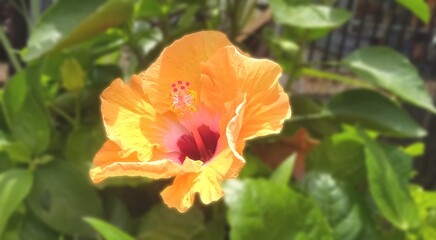 Bright orange hibiscus flower with red center and detailed stamen, surrounded by green foliage in a garden setting.