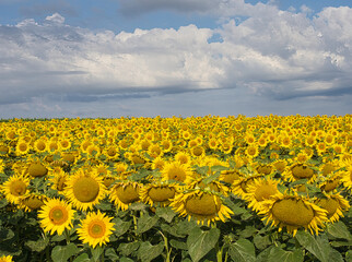 A field of yellow sunflowers