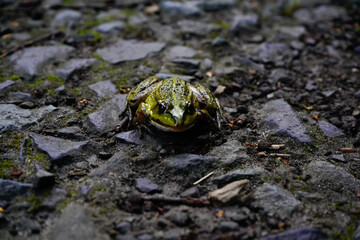 A small frog sits on a stony surface, surrounded by natural scenery, at the Alhorner fish ponds in 26197 Großenkneten, Lower Saxony, Germany