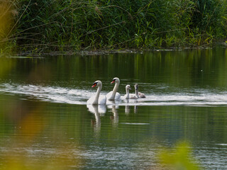 A group of swans are swimming in a lake