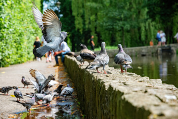 Feeding pigeons on the street