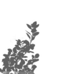 Realistic Tree Shadow transparent background