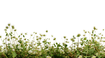  vibrant collection of small delicate white flowers and green plants isolated on white background
