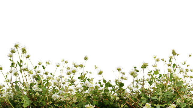 vibrant collection of small delicate white flowers and green plants isolated on white background