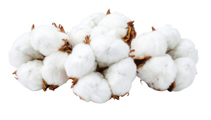 A cluster of fluffy white cotton bolls with brown dried stems tightly grouped together.