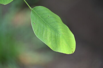 Red sandalwood leaf. Its common names red sanders, red saunders, Yerra Chandanam, Chenchandanam, Pterocarpus santalinus, Rakta Chandana, and rakto chandon. This is a species of Pterocarpus endemic.
