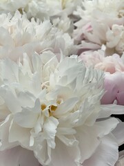 White peonies in full bloom form a delicate and lush floral background