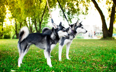 Two Alaskan Klee Kai dogs stand sideways on the grass against a blurred background of trees. The...