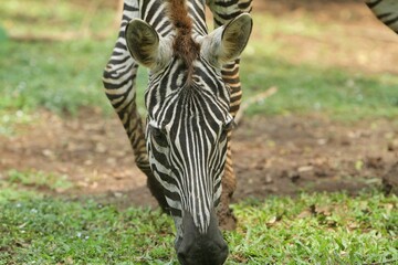 close up of a zebra grazing while looking at the camera