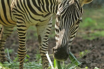 close up of a zebra grazing while looking at the camera