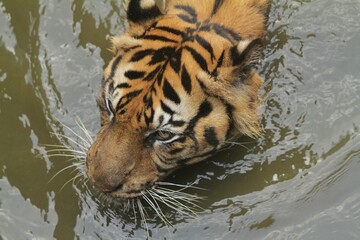close up of a Sumatran tiger's face in a pond