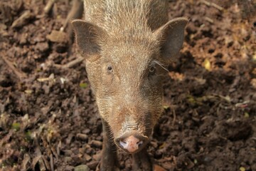 Fototapeta premium portrait of a cute wild boar