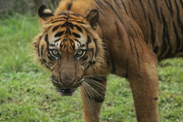 close up of a sumatran tiger facing forward