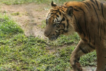 A Sumatran tiger is seen walking while looking around