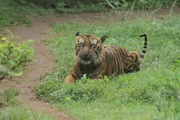 A sumatran tiger is seen lying on the grass during the day while looking ahead.