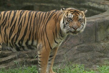 Side view of a sumatran tiger standing looking at the camera