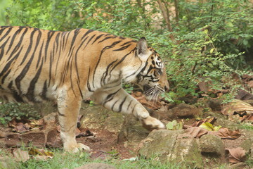 A Sumatran tiger roams the rocks during the day at a zoo.