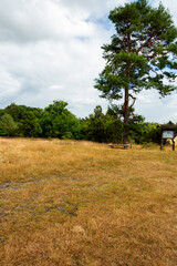 Trockene Graslandschaft mit alten,  knorrigen, grünen Bäumen. Eine einzeln stehende Kiefer mit einer einfachen Holzbank . Unter einem bewölktem Himmel