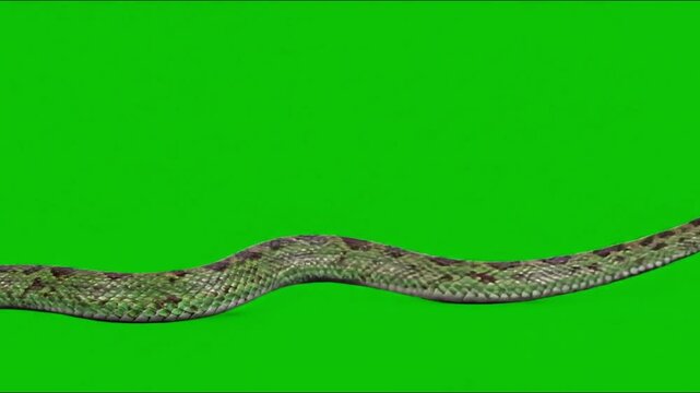 Long snake slithering forward in smooth, fluid motion with tongue flickering, isolated against solid green screen background, ideal for wildlife and reptile-related scenes.