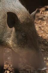 portrait of a cute wild boar