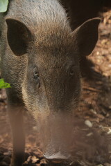portrait of a cute wild boar