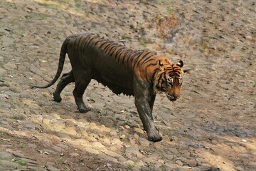 a muddy sumatran tiger walking on rocks