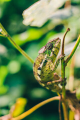 Green Chamaeleon in Madagascar